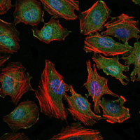 MAP3K5 / ASK1 Antibody - Immunofluorescence of HeLa cells using MAP3K5 mouse monoclonal antibody (green). Blue: DRAQ5 fluorescent DNA dye. Red: Actin filaments have been labeled with Alexa Fluor-555 phalloidin.
