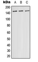 MAP3K5 / ASK1 Antibody - Western blot analysis of ASK1 expression in HeLa (A); RAW264.7 (B); PC12 (C) whole cell lysates.