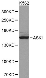MAP3K5 / ASK1 Antibody - Western blot of ASK1 pAb in extracts from K562 cells.