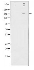 MAP3K5 / ASK1 Antibody - Western blot of ASK1 expression in RAW264.7 whole cell lysates,The lane on the left is treated with the antigen-specific peptide.