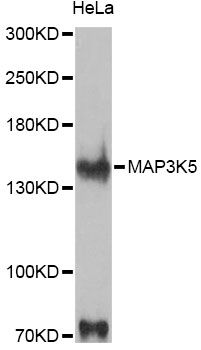 MAP3K5 / ASK1 Antibody - Western blot analysis of extracts of HeLa cells, using MAP3K5 antibody at 1:1000 dilution. The secondary antibody used was an HRP Goat Anti-Rabbit IgG (H+L) at 1:10000 dilution. Lysates were loaded 25ug per lane and 3% nonfat dry milk in TBST was used for blocking. An ECL Kit was used for detection and the exposure time was 90s.