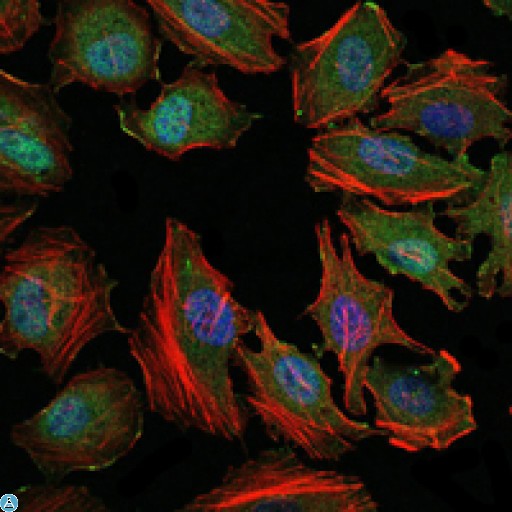MAP3K5 / ASK1 Antibody - Immunofluorescence (IF) analysis of HeLa cells using ASK 1 Monoclonal Antibody (green). Blue: DRAQ5 fluorescent DNA dye. Red: Actin filaments have been labeled with Alexa Fluor-555 phalloidin.