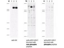 MAP3K5 / ASK1 Antibody - Anti-ASK-1 phospho specific pS83 Antibody - Western Blot. Western blot of anti-pS83 ASK1 antibodies shows specificity for phosphorylated human ASK1. Anti-pS83 (aa 76-87) antibody was tested by western blot against Cos-7 cell lysates after transient transfection with 1) vector only, 2) recombinant HA-ASK1, and 3) recombinant human HA-ASK1 where S83 was substituted with an alanine residue. Cells were lysed 24 h post-transfection in 200 ul of 1x SDS-sample buffer, heated at 96?C for 5, and vortexed for 30 sec. Samples (10 ul each) were separated on a 12% SDS-PAGE gel and transferred to PVDF (Millipore) followed by blocking for 45 using TTBS supplemented with 5% non-fat dry milk. All incubations were performed at room temperature. In panel a) all samples were incubated with anti-HA antibody. This blot demonstrates both recombinant transfections express rASK1. In panel b) all samples were incubated with anti-pS83 ASK1. Lane 2 shows strong specific staining of ASK1. Lane 3, where S83 was replaced with alanine, shows greatly diminished staining. In panel c) all samples were incubated with anti-pS83 ASK1 antibody as before except the antibody was pre-incubated with phospho peptide prior to membrane incubation. No staining is observed after phospho peptide blocking occurs.