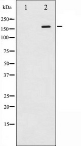 MAP3K5 / ASK1 Antibody - Western blot analysis of ASK1 phosphorylation expression in TNF treated 293 whole cells lysates. The lane on the left is treated with the antigen-specific peptide.