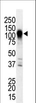 MAP3K6 / MEKK6 Antibody - The anti-MEKK6 antibody is used in Western blot to detect MEKK6 in NIH3T3 cell lysate.