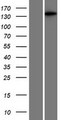 MAP3K6 / MEKK6 Protein - Western validation with an anti-DDK antibody * L: Control HEK293 lysate R: Over-expression lysate