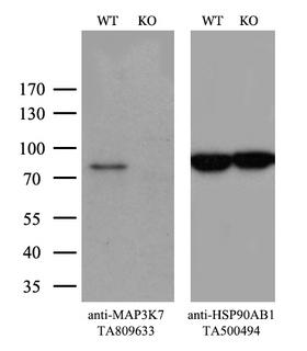 MAP3K7 / TAK1 Antibody - Equivalent amounts of cell lysates  and MAP3K7-Knockout 293T cells  were separated by SDS-PAGE and immunoblotted with anti-MAP3K7 monoclonal antibody(1:100). Then the blotted membrane was stripped and reprobed with anti-HSP90AB1 antibody  as a loading control.