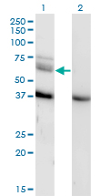 MAP3K7 / TAK1 Antibody - Western blot of MAP3K7 expression in transfected 293T cell line by MAP3K7 monoclonal antibody (M04), clone 3C9.