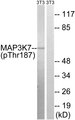 MAP3K7 / TAK1 Antibody - Western blot analysis of lysates from NIH/3T3 cells treated with heat shock, using MAP3K7 (Phospho-Thr187) Antibody. The lane on the right is blocked with the phospho peptide.