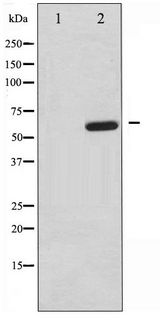 MAP3K7 / TAK1 Antibody - Western blot of MAP3K7 phosphorylation expression in NIH-3T3 whole cell lysates,The lane on the left is treated with the antigen-specific peptide.