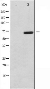 MAP3K7 / TAK1 Antibody - Western blot analysis of MAP3K7 phosphorylation expression in NIH-3T3 whole cells lysates. The lane on the left is treated with the antigen-specific peptide.