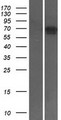 MAP3K7 / TAK1 Protein - Western validation with an anti-DDK antibody * L: Control HEK293 lysate R: Over-expression lysate