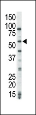 MAP3K8 / TPL2 Antibody - The anti-COT antibody is used in Western blot to detect COT in HeLa cell lysate.