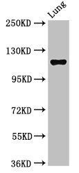MAP3K9 / MLK1 Antibody - Positive Western Blot detected in Rat lung tissue. All lanes: MAP3K9 antibody at 2.7 µg/ml Secondary Goat polyclonal to rabbit IgG at 1/50000 dilution. Predicted band size: 122, 124 KDa. Observed band size: 122 KDa