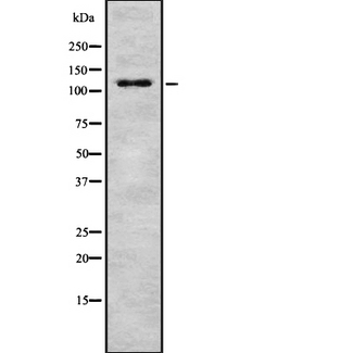 MAP3K9 / MLK1 Antibody - Western blot analysis of MAP3K9 using HT29 whole cells lysates