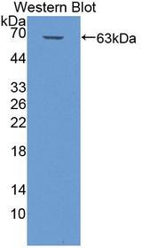 MAP4 Antibody - Western blot of MAP4 antibody.