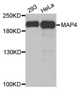 MAP4 Antibody - Western blot blot of extracts of various cell lines, using MAP4 antibody. This image was taken for the unconjugated form of this product. Other forms have not been tested.