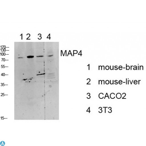 MAP4 Antibody - Western blot analysis of various lysate, antibody was diluted at 1000. Secondary antibody was diluted at 1: 20000.