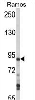 MAP4K1 / HPK1 Antibody - Western blot of hHPK1-C335 in Ramos cell line lysates (35 ug/lane). HPK1 (arrow) was detected using the purified antibody.
