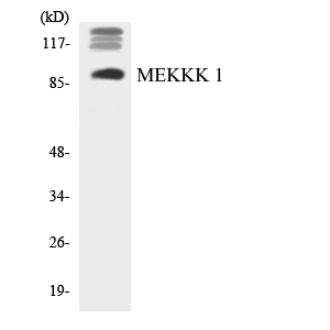 MAP4K1 / HPK1 Antibody - Western blot analysis of the lysates from HUVECcells using MEKKK 1 antibody.
