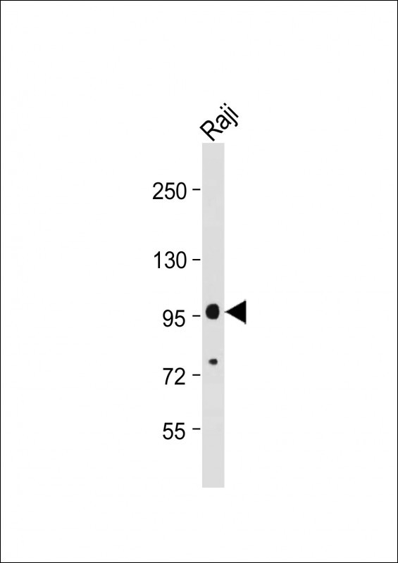 MAP4K1 / HPK1 Antibody - Anti-MAP4K1 (Y381) Antibody at 1:2000 dilution + Raji whole cell lysate Lysates/proteins at 20 µg per lane. Secondary Goat Anti-Rabbit IgG, (H+L), Peroxidase conjugated at 1/10000 dilution. Predicted band size: 91 kDa Blocking/Dilution buffer: 5% NFDM/TBST.