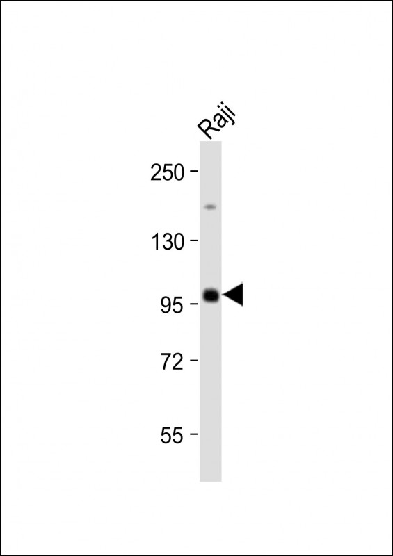 MAP4K1 / HPK1 Antibody - Anti-MAP4K1 Antibody at 1:2000 dilution + Raji whole cell lysate Lysates/proteins at 20 µg per lane. Secondary Goat Anti-Rabbit IgG, (H+L), Peroxidase conjugated at 1/10000 dilution. Predicted band size: 91 kDa Blocking/Dilution buffer: 5% NFDM/TBST.