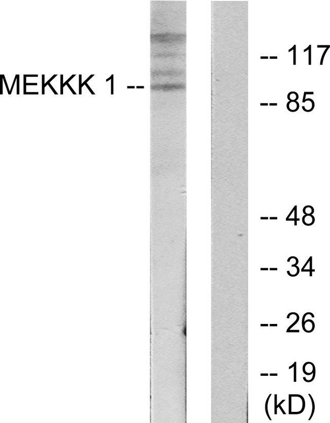 MAP4K1 / HPK1 Antibody - Western blot analysis of extracts from HepG2 cells, using MEKKK 1 antibody.