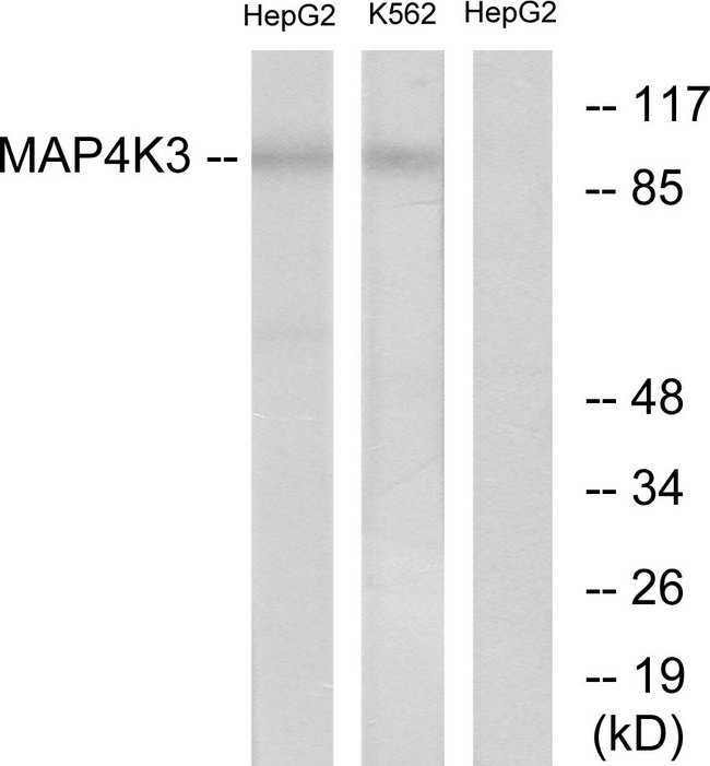 MAP4K3 / GLK Antibody - Western blot analysis of lysates from HepG2 and K562 cells, using MAP4K3 Antibody. The lane on the right is blocked with the synthesized peptide.