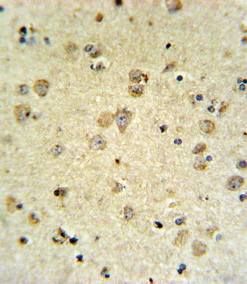 MAP4K3 / GLK Antibody - MAP4K3 Antibody IHC of formalin-fixed and paraffin-embedded brain tissue followed by peroxidase-conjugated secondary antibody and DAB staining.