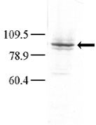 MAP4K3 / GLK Antibody - Western blot of anti-GLK antibody in HeLa cell lysate. Dilution for anti-GLK was 1:100; dilution for secondary goat anti-rabbit-HRP was 1:7000. A chemiluminescent kit was used for development of the Western blot. Data and protocol courtesy of Dr. Richard Lu, Partners HealthCare System at Harvard University.