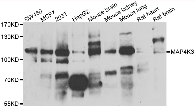 MAP4K3 / GLK Antibody - Western blot analysis of extracts of various cell lines.