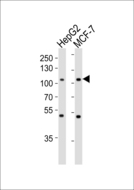 MAP4K3 / GLK Antibody - Western blot of lysates from HepG2, MCF-7 cell line (from left to right), using MAP4K3 Antibody. Antibody was diluted at 1:1000 at each lane. A goat anti-mouse IgG H&L (HRP) at 1:3000 dilution was used as the secondary antibody. Lysates at 35ug per lane.