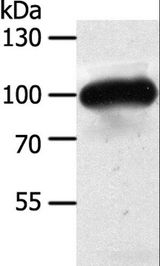 MAP4K3 / GLK Antibody - Western blot analysis of Mouse heart tissue, using MAP4K3 Polyclonal Antibody at dilution of 1:400.