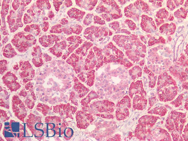 MAP4K3 / GLK Antibody - Human Pancreas: Formalin-Fixed, Paraffin-Embedded (FFPE)