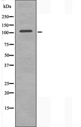 MAP4K3 / GLK Antibody - Western blot analysis of extracts of HepG2 cells using MAP4K3 antibody.