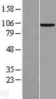 MAP4K3 / GLK Protein - Western validation with an anti-DDK antibody * L: Control HEK293 lysate R: Over-expression lysate
