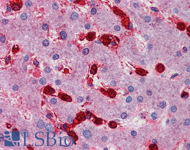 MAP4K4 Antibody - Anti-MAP4K4 antibody IHC of human liver. Immunohistochemistry of formalin-fixed, paraffin-embedded tissue after heat-induced antigen retrieval. Antibody concentration 5 ug/ml.  This image was taken for the unconjugated form of this product. Other forms have not been tested.