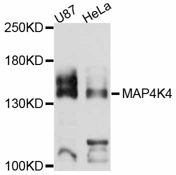 MAP4K4 Antibody - Western blot analysis of extracts of various cell lines, using MAP4K4 antibody at 1:3000 dilution. The secondary antibody used was an HRP Goat Anti-Rabbit IgG (H+L) at 1:10000 dilution. Lysates were loaded 25ug per lane and 3% nonfat dry milk in TBST was used for blocking. An ECL Kit was used for detection and the exposure time was 10s.