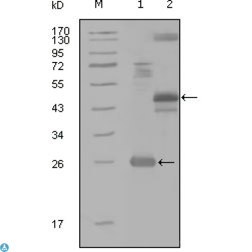 MAP4K4 Antibody - Western Blot (WB) analysis using HGK Monoclonal Antibody against truncated Trx-HGK recombinant protein (1), MBP-HGK (aa300-400) recombinant protein (2) and HGK(aa194-436)-hIgGFc transfected CH0-K1 cell lysate(3).