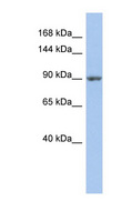 MAP4K5 Antibody - MAP4K5 antibody Western blot of PANC1 cell lysate. This image was taken for the unconjugated form of this product. Other forms have not been tested.