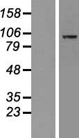 MAP4K5 Protein - Western validation with an anti-DDK antibody * L: Control HEK293 lysate R: Over-expression lysate