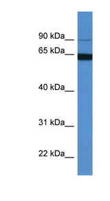 MAP6 Antibody - MAP6 / MAP-6 antibody Western blot of HeLa lysate.  This image was taken for the unconjugated form of this product. Other forms have not been tested.