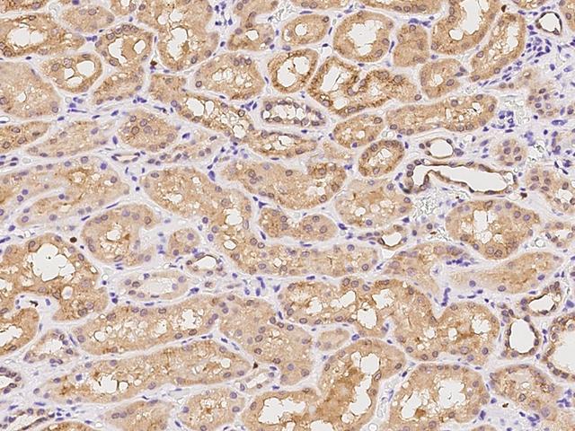 MAP7 Antibody - Immunochemical staining of human MAP7 in human kidney with rabbit polyclonal antibody at 1:500 dilution, formalin-fixed paraffin embedded sections.
