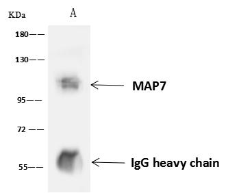 MAP7 Antibody - MAP7 was immunoprecipitated using: Lane A: 0.5 mg A549 Whole Cell Lysate. 4 uL anti-MAP7 rabbit polyclonal antibody and 60 ug of Immunomagnetic beads Protein A/G. Primary antibody: Anti-MAP7 rabbit polyclonal antibody, at 1:100 dilution. Secondary antibody: Goat Anti-Rabbit IgG (H+L)/HRP at 1/10000 dilution. Developed using the ECL technique. Performed under reducing conditions. Predicted band size: 84 kDa. Observed band size: 115 kDa.