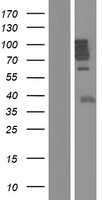 MAP7 Protein - Western validation with an anti-DDK antibody * L: Control HEK293 lysate R: Over-expression lysate