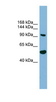 MAP7D1 Antibody - MAP7D1 antibody Western blot of 293T cell lysate. This image was taken for the unconjugated form of this product. Other forms have not been tested.