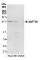 MAP7D3 Antibody - Detection of human MAP7D3 by western blot. Samples: Whole cell lysate (50 µg) from HeLa, HEK293T, and Jurkat cells prepared using NETN lysis buffer. Antibody: Affinity purified rabbit anti-MAP7D3 antibody used for WB at 1 µg/ml. Detection: Chemiluminescence with an exposure time of 30 seconds.