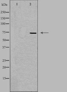 MAP9 Antibody - Western blot analysis of extracts of HuvEc cells using MAP9 antibody. The lane on the left is treated with the antigen-specific peptide.