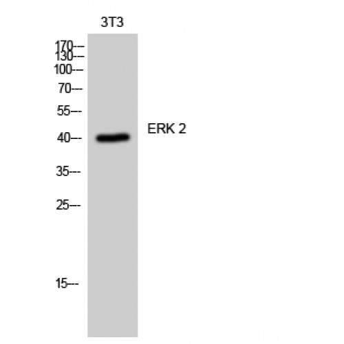 MAPK1 / ERK2 Antibody - Western blot of ERK 2 antibody