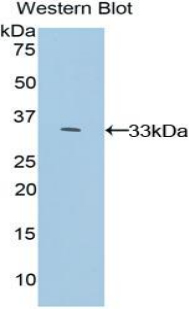 MAPK1 / ERK2 Antibody - Western blot of recombinant MAPK1 / ERK2 / p42.  This image was taken for the unconjugated form of this product. Other forms have not been tested.